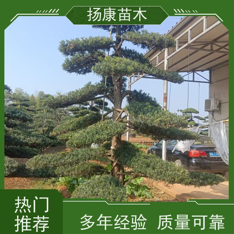 扬康苗木 H1-2米无纺布大袋苗 根须发达易成活 15公分罗汉松