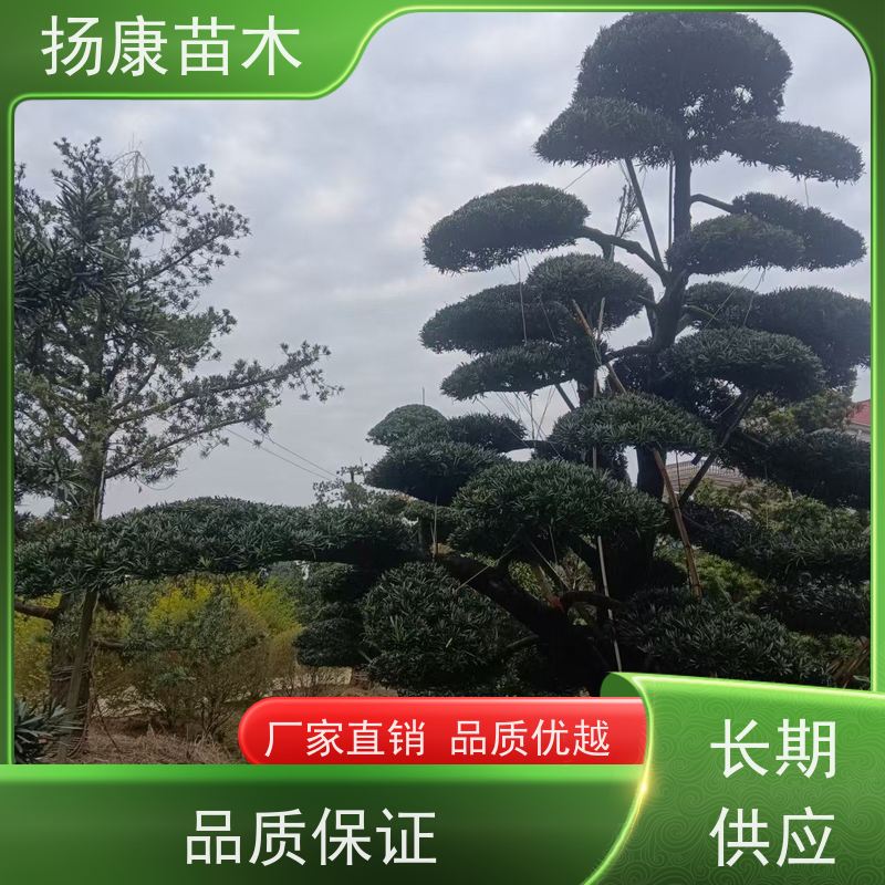 贵妃罗汉松 基地直供 扬康苗木 树形优美 景区别墅风景树 四季常绿