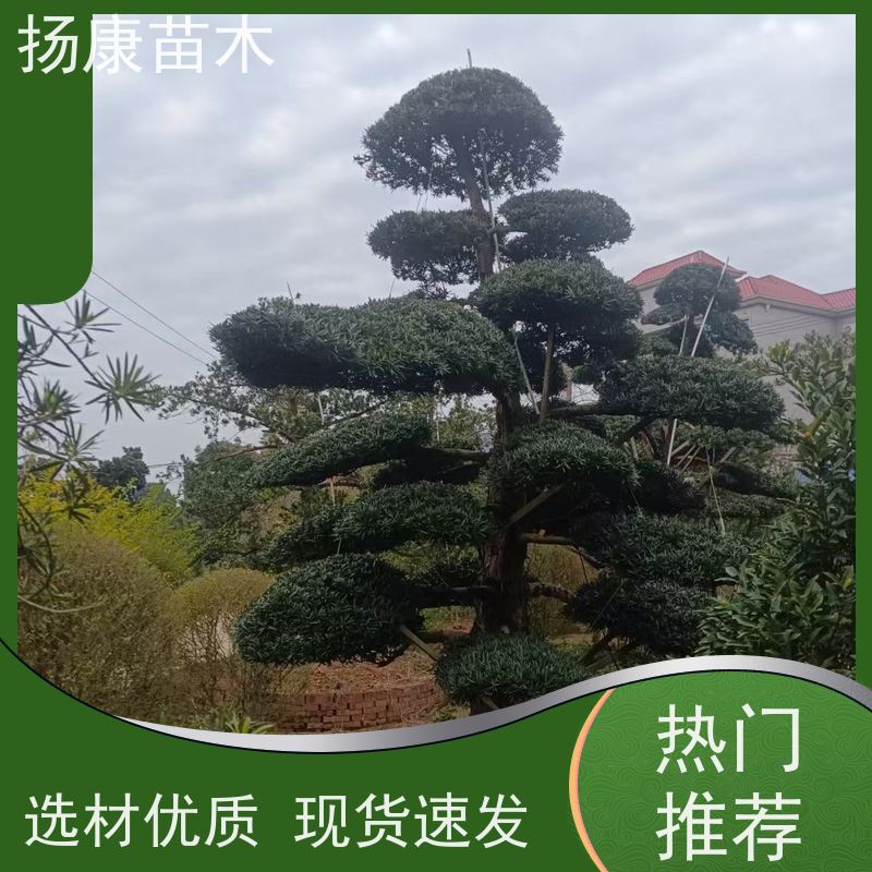 20公分罗汉松 规格齐全 扬康苗木 树形优美 景区别墅风景树 四季常绿
