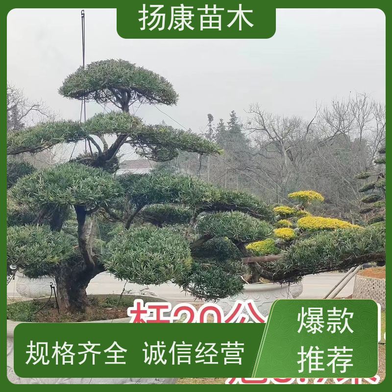 12公分罗汉松 规格齐全 扬康苗木 景区园林公园绿化种植