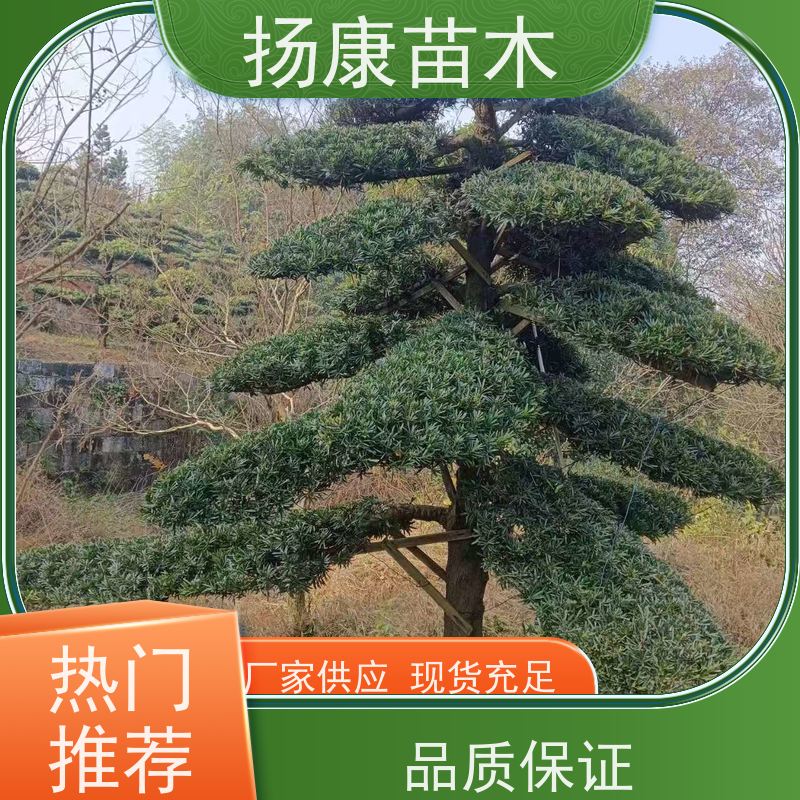 珍珠罗汉松 全国供应 扬康苗木 景区园林公园绿化种植
