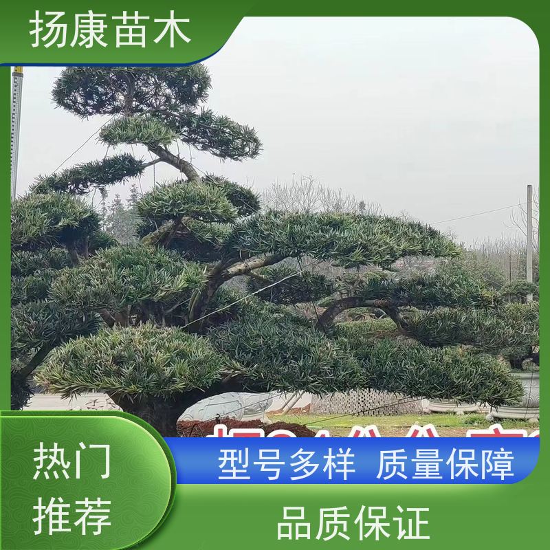 雀舌罗汉松 基地直供 扬康苗木 别墅庭院风景树 