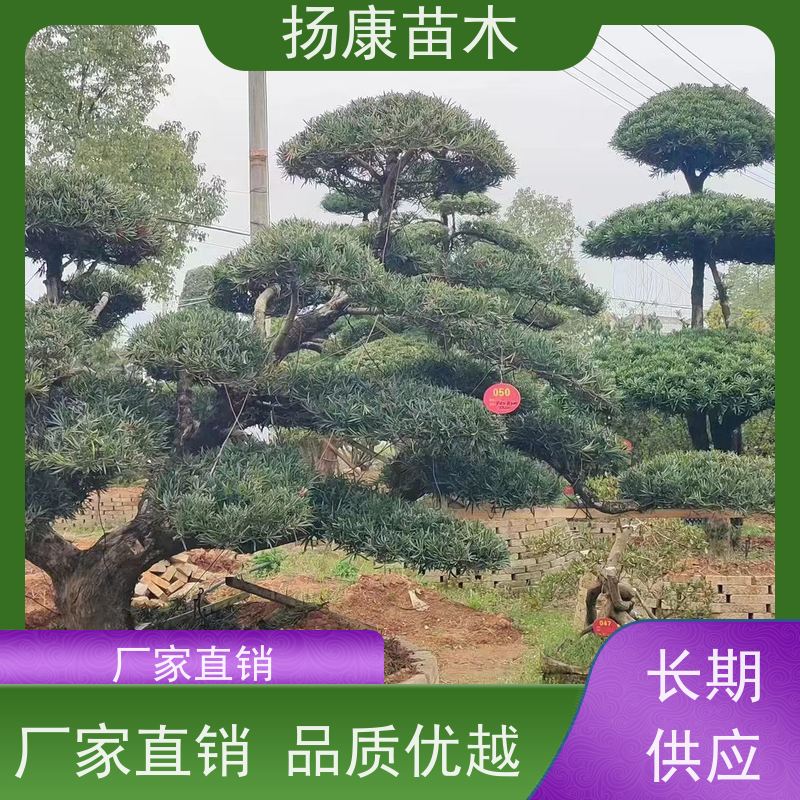 罗汉松毛坯 基地直供 扬康苗木 1-20公分造型黑松 庭院小区绿化造景树