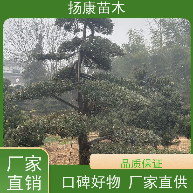 扬康苗木 可购园林造型树 绿化景观优选 冠幅3米 贵妃罗汉松