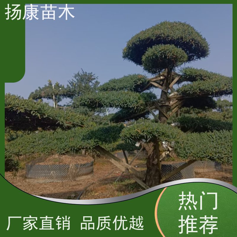 扬康苗木 别墅庭院 工程一站式 带土球发货 珍珠罗汉松