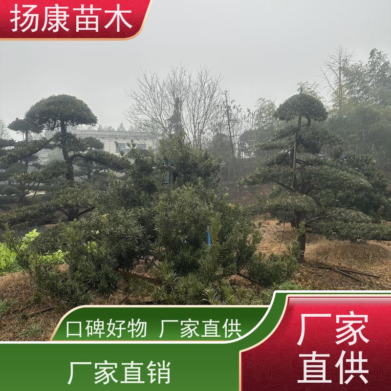 扬康苗木 全国供应 庭院小区景区别墅常绿观花盆栽 罗汉松