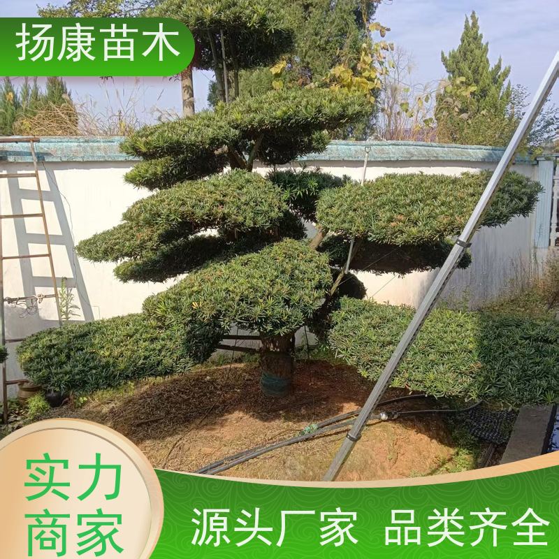 米叶罗汉松 基地直供 扬康苗木 别墅区点缀 易养活