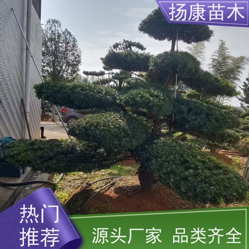 扬康苗木 规格齐全 别墅景区道路园林绿化大型造景树 雀舌罗汉松