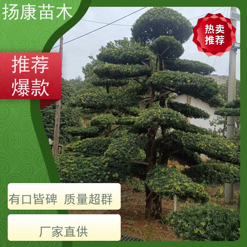 20公分罗汉松 规格齐全 扬康苗木 别墅庭院风景树 