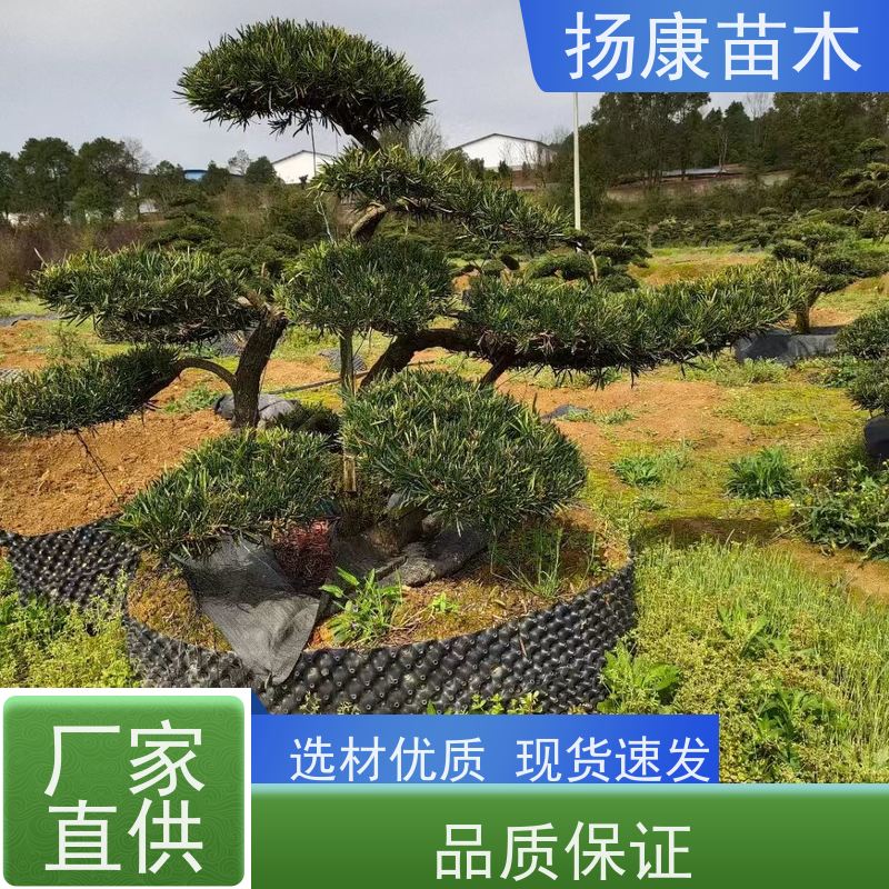 金钻罗汉松 多种规格可选 扬康苗木 树形优美 景区别墅风景树 四季常绿