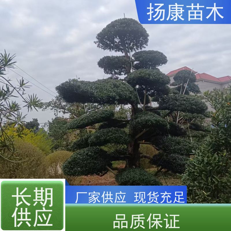 大叶罗汉松 全国供应 扬康苗木 树形优美 景区别墅风景树 四季常绿
