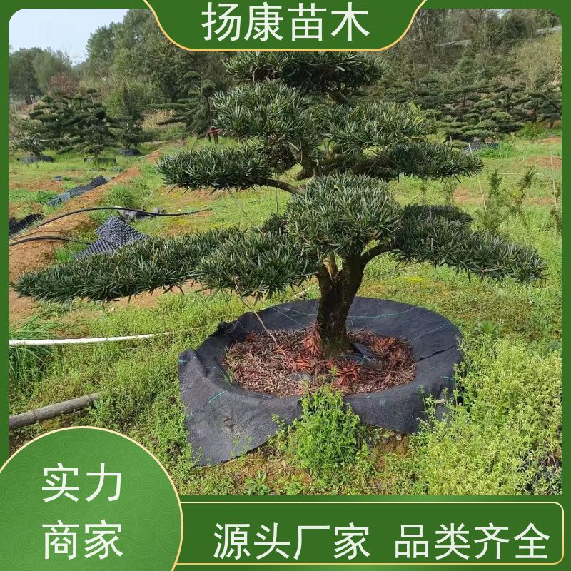 扬康苗木 规格齐全 形状优美 风景绿化树 造型罗汉松
