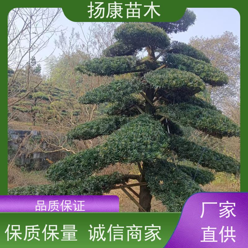 海岛罗汉松 基地直供 扬康苗木 庭院园林景观打造绿化道路观赏价值高
