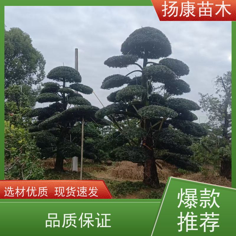 30公分罗汉松 全国供应 扬康苗木 苗圃观赏植物
