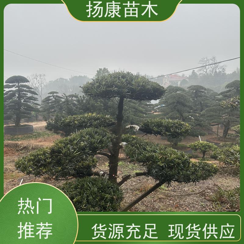 扬康苗木 H1-2米无纺布大袋苗 根须发达易成活 米叶罗汉松