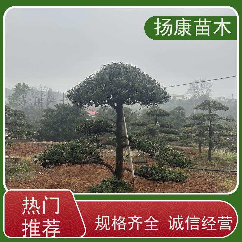 日本罗汉松 全国供应 扬康苗木 庭院园林景观打造绿化道路观赏价值高