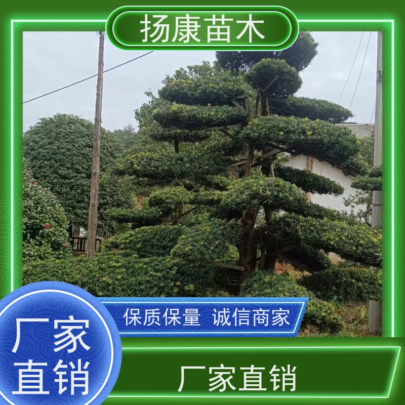 10公分罗汉松 规格齐全 扬康苗木 苗圃观赏植物