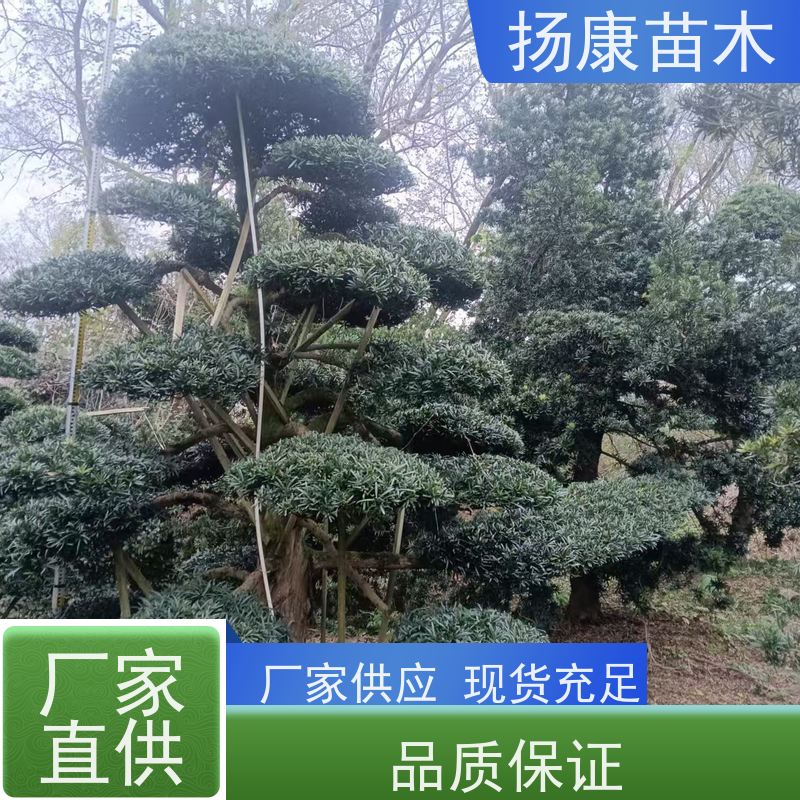 红芽珍珠罗汉松 全国供应 扬康苗木 景区园林公园绿化种植