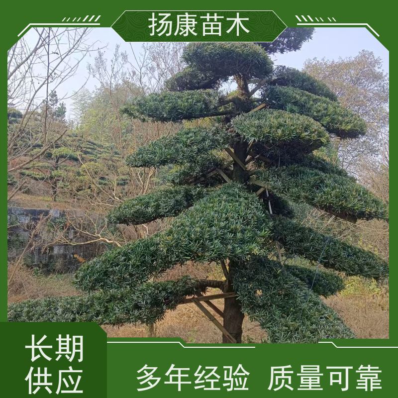 扬康苗木 百亩基地直供 绿意盎然 造型美观 生长旺盛 雀舌罗汉松