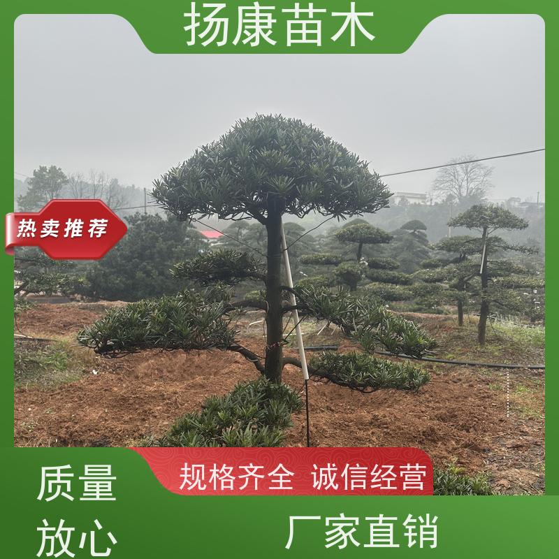 罗汉松毛坯 全国供应 扬康苗木 景区园林公园绿化种植