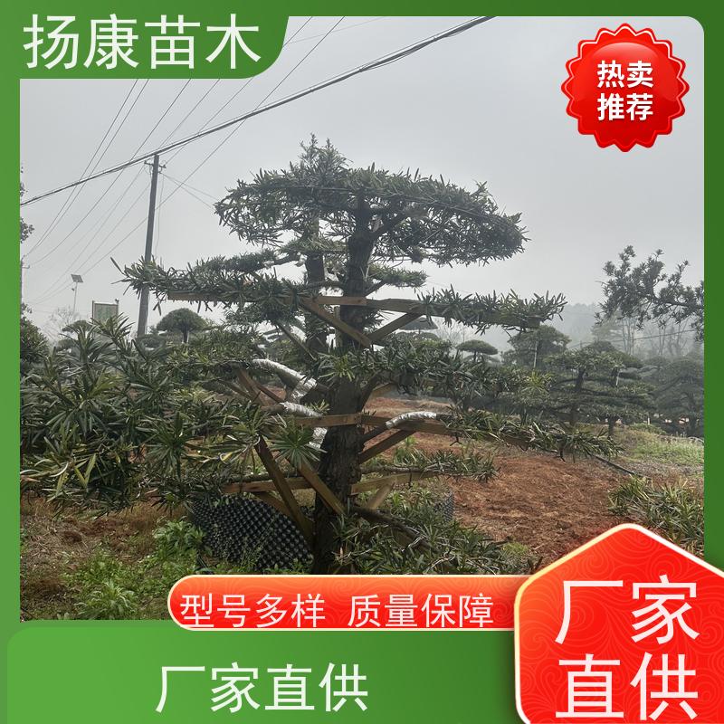 10公分罗汉松 规格齐全 扬康苗木 四季常青植物