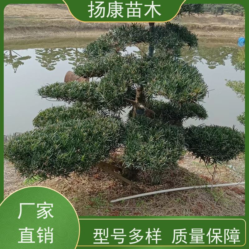 30公分罗汉松 基地直供 扬康苗木 四季常青植物