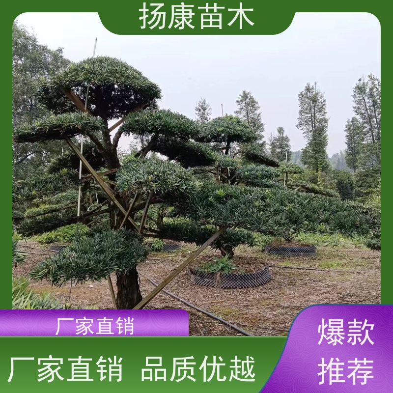 珍珠罗汉松 全国供应 扬康苗木 园林绿化造型松