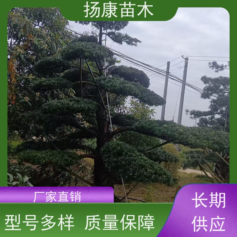 扬康苗木 可购园林造型树 绿化景观优选 冠幅3米 10公分罗汉松
