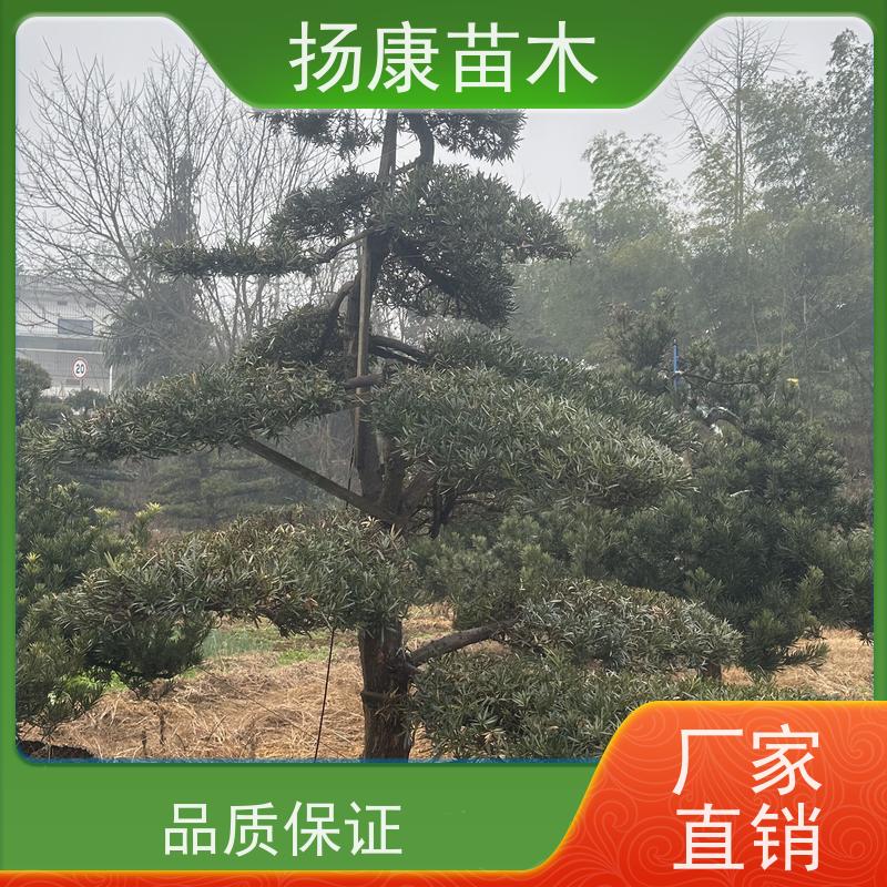 红芽珍珠罗汉松 基地直供 扬康苗木 树形优美 景区别墅风景树 四季常绿