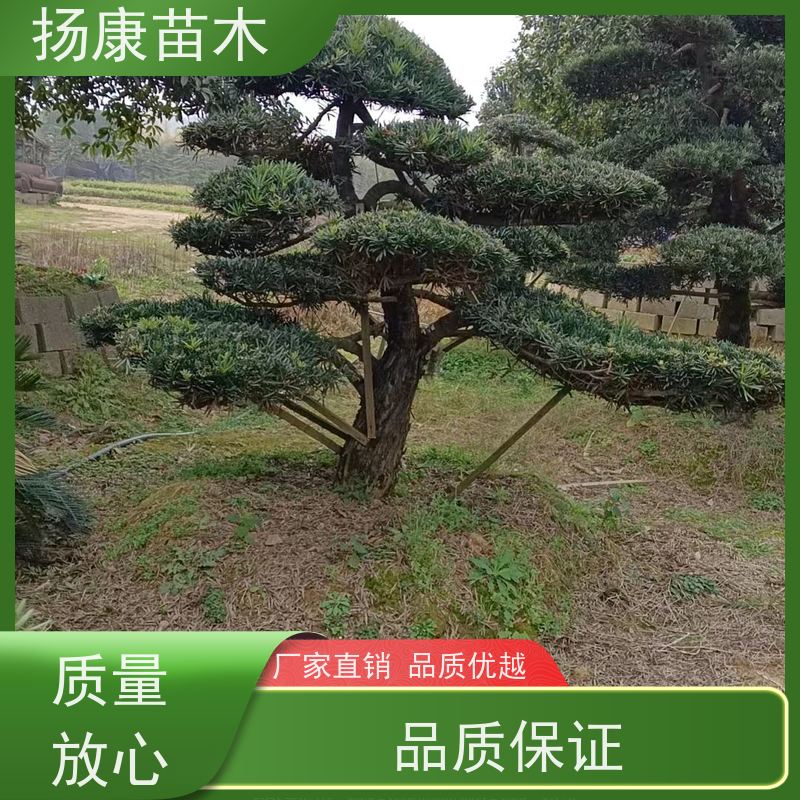 斜飘罗汉松 基地直供 扬康苗木 园林绿化造型松