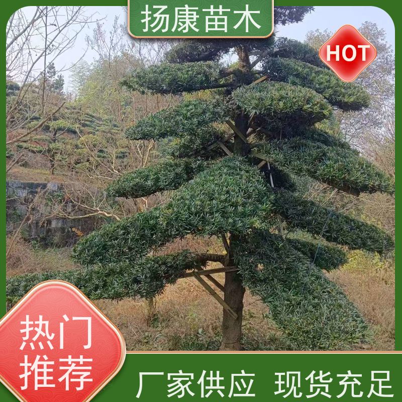 金钻罗汉松 多种规格可选 扬康苗木 景区园林公园绿化种植