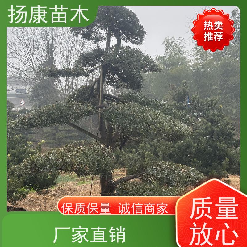 日本罗汉松 规格齐全 扬康苗木 别墅庭院风景树 