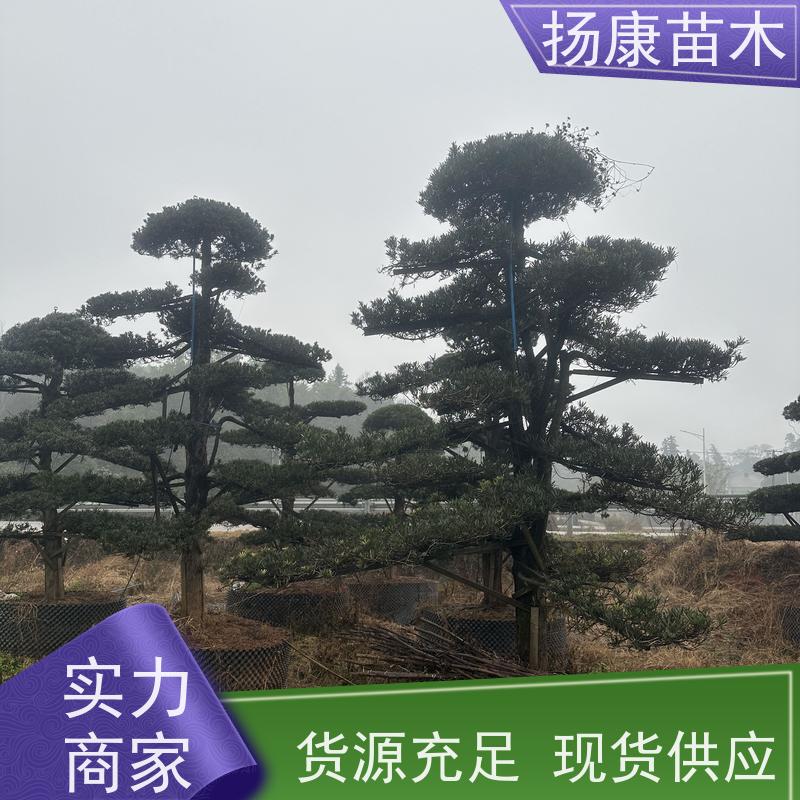 造型罗汉松 全国供应 扬康苗木 别墅庭院风景树 