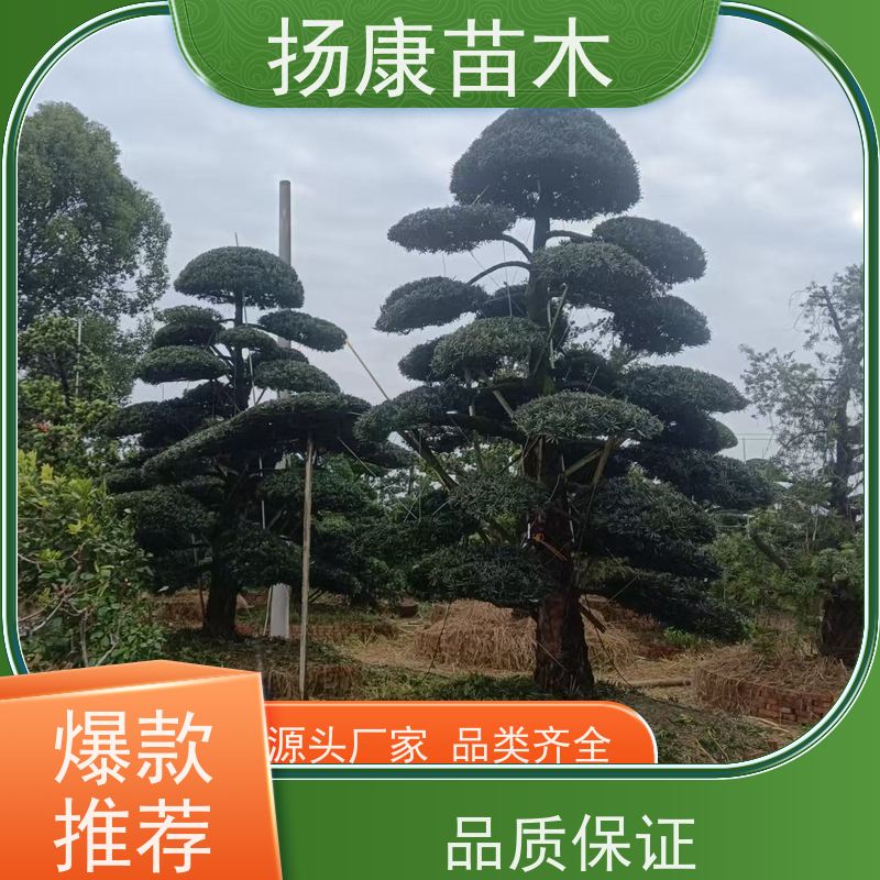 扬康苗木 黑松 迎客松别墅庭院绿化树 斜飘罗汉松