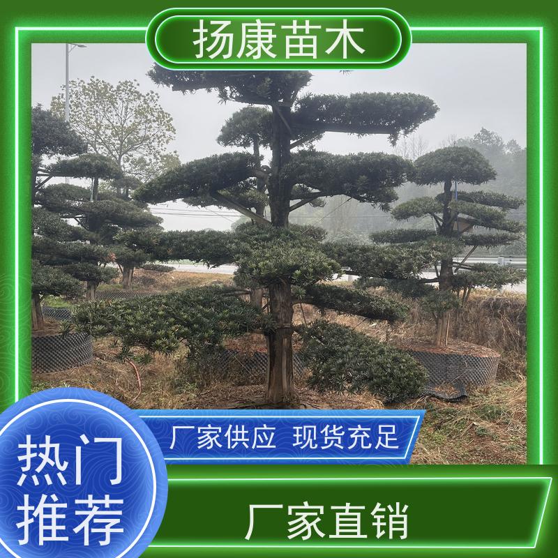 珍珠罗汉松 基地直供 扬康苗木 树形优美 景区别墅风景树 四季常绿