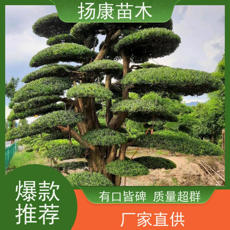 扬康苗木 可购园林造型树 绿化景观优选 冠幅3米 大叶罗汉松