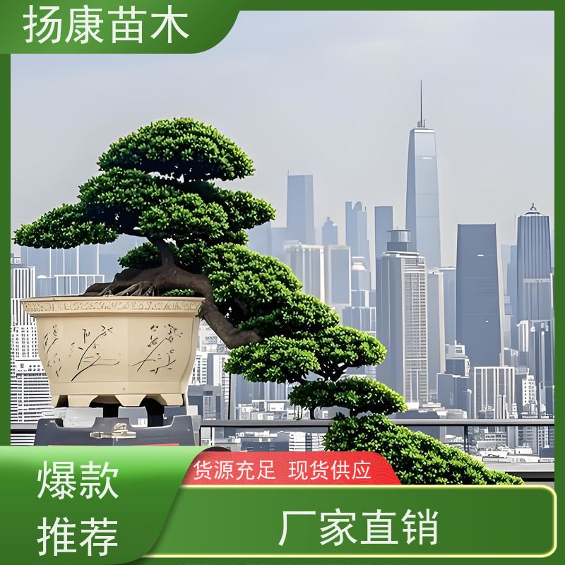 扬康苗木 规格齐全 别墅景区道路园林绿化大型造景树 精品造型罗汉松