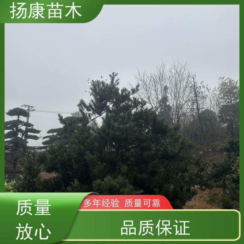 扬康苗木 全国供应 庭院小区景区别墅常绿观花盆栽 米叶罗汉松