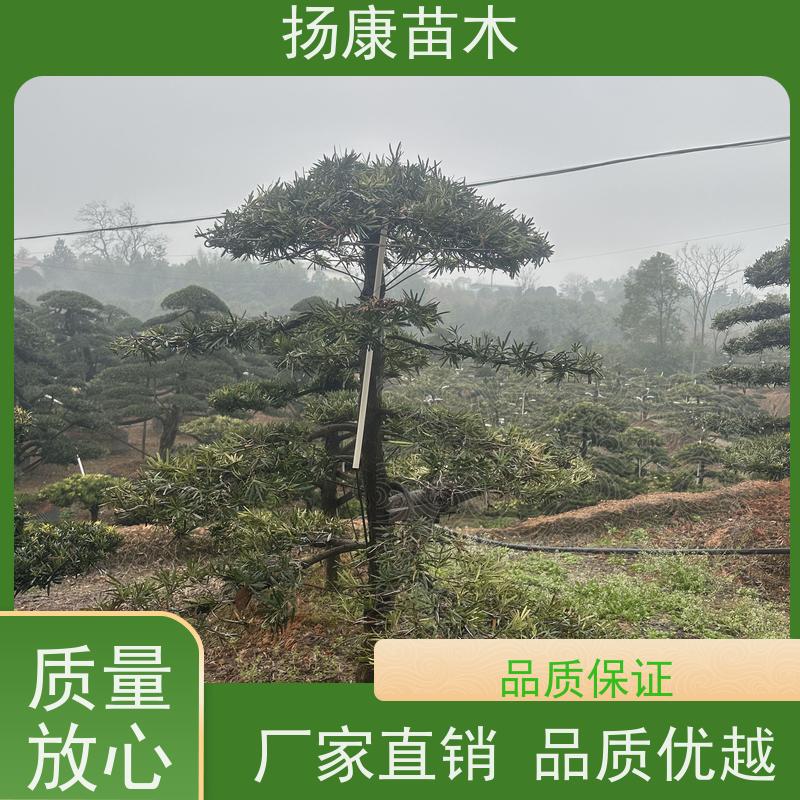 10公分罗汉松 基地直供 扬康苗木 树形优美 景区别墅风景树 四季常绿