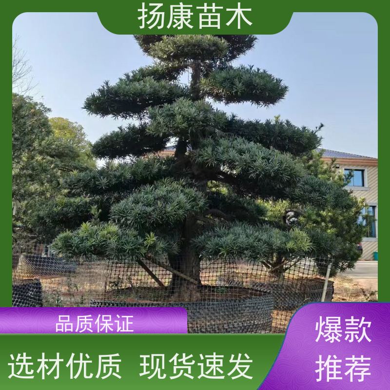 米叶罗汉松 基地直供 扬康苗木 别墅庭院风景树 