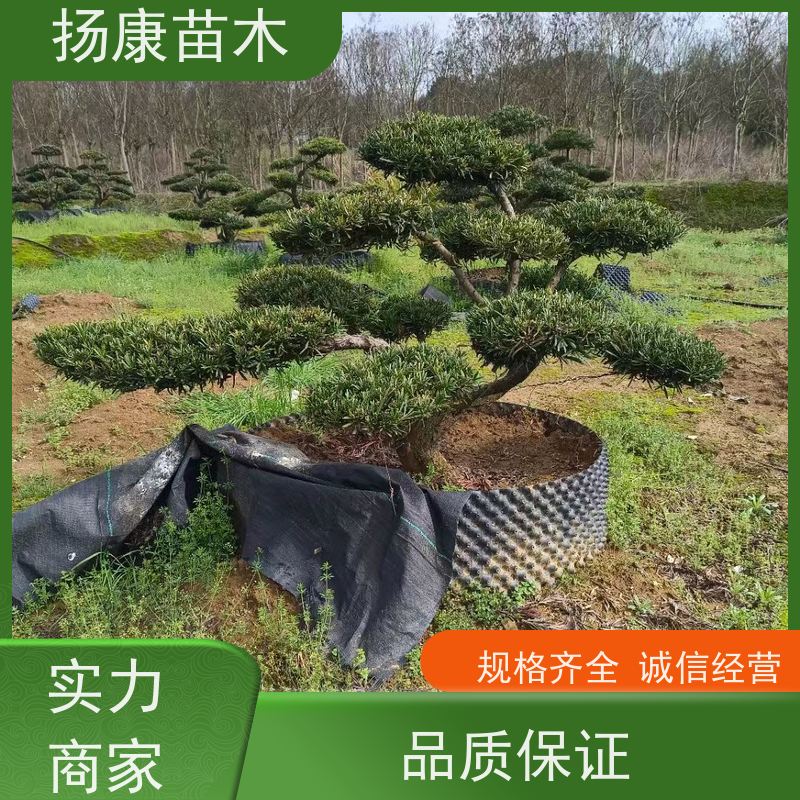 扬康苗木 百亩基地直供 绿意盎然 造型美观 生长旺盛 贵妃罗汉松