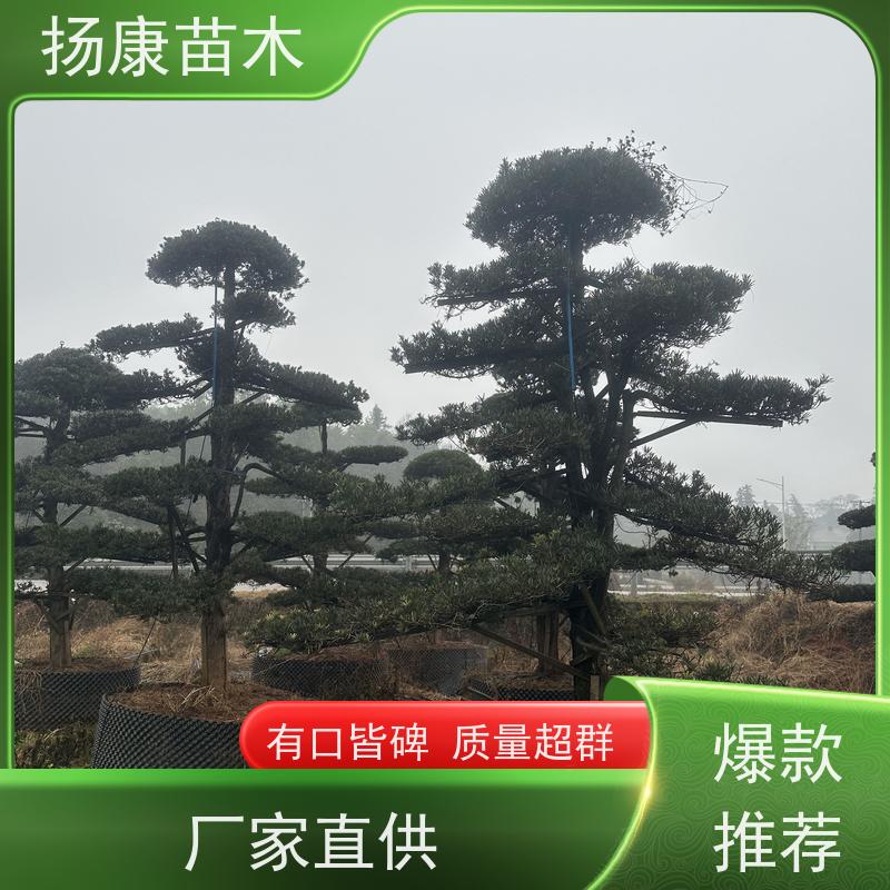 30公分罗汉松 规格齐全 扬康苗木 别墅区点缀 易养活