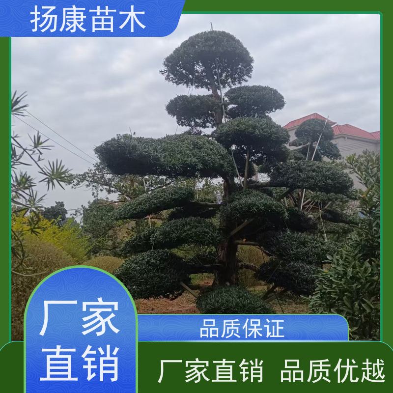 精品造型罗汉松 规格齐全 扬康苗木 树形优美 景区别墅风景树 四季常绿