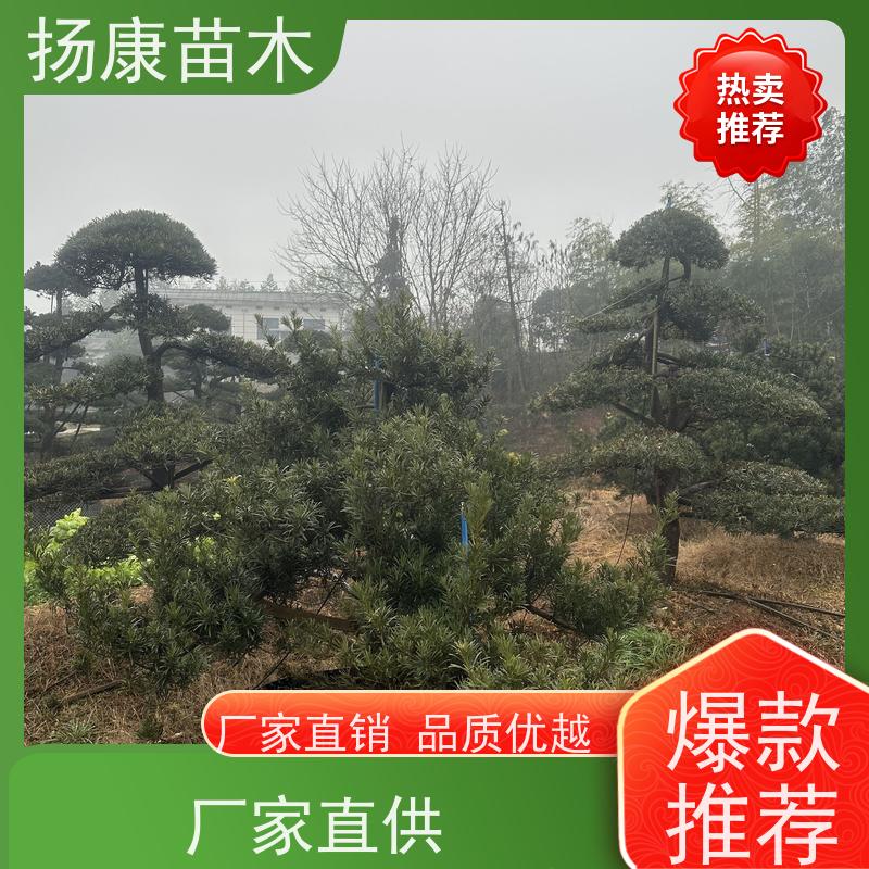 扬康苗木 景区园林绿化用 黑松 别墅庭院风景树 罗汉松