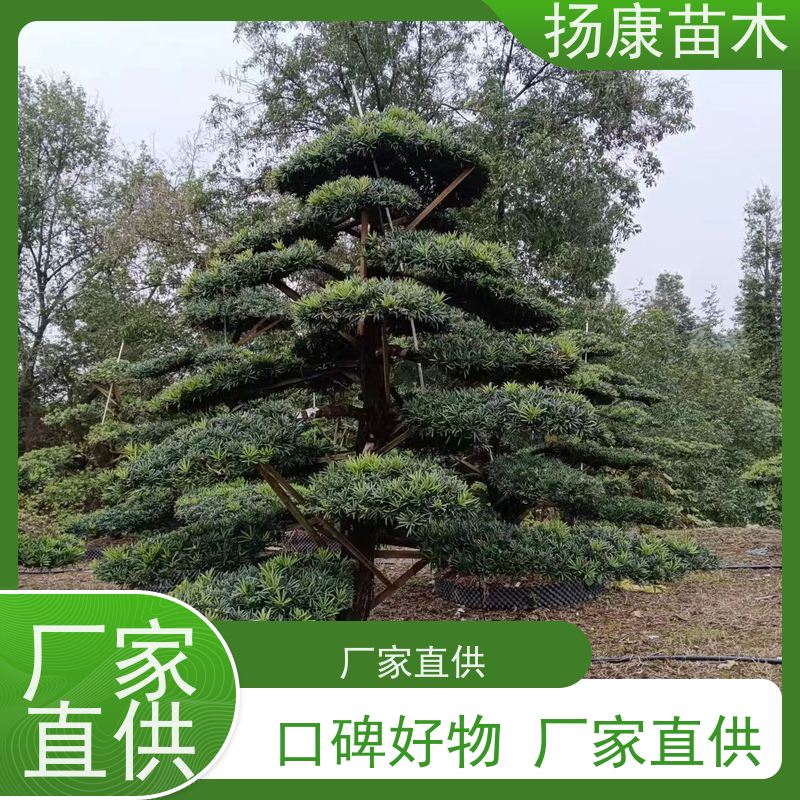 大叶罗汉松 全国供应 扬康苗木 景区园林公园绿化种植