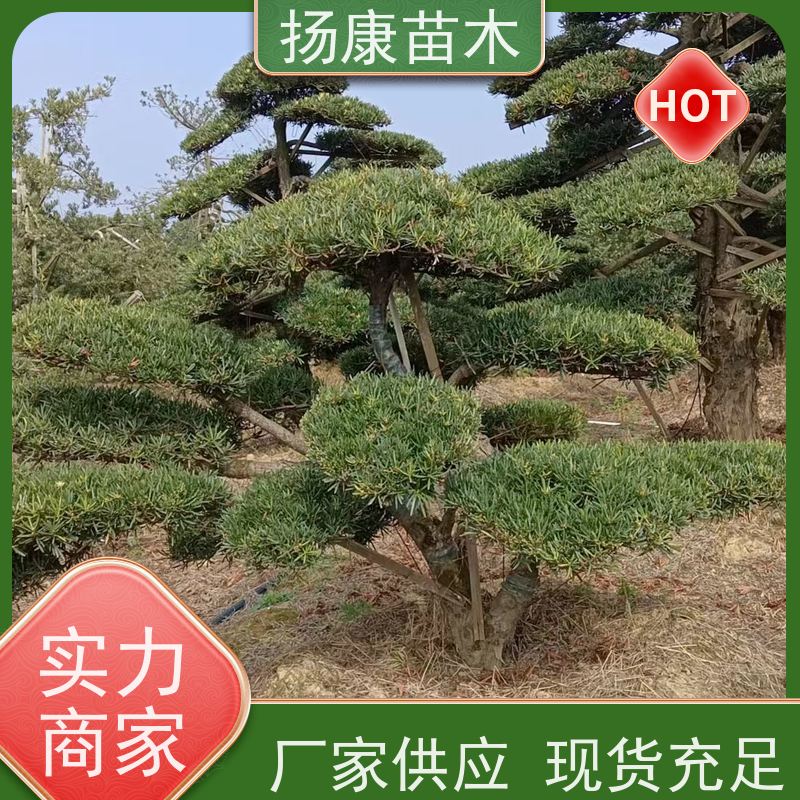 扬康苗木 百亩基地直供 绿意盎然 造型美观 生长旺盛 20公分罗汉松