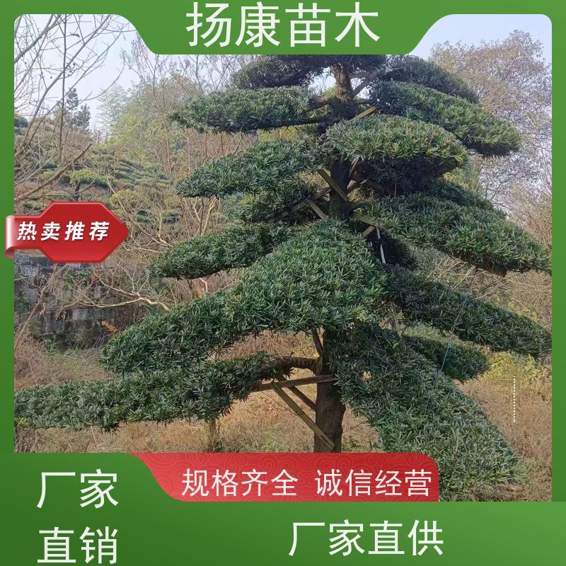 15公分罗汉松 多种规格可选 扬康苗木 园林绿化造型松