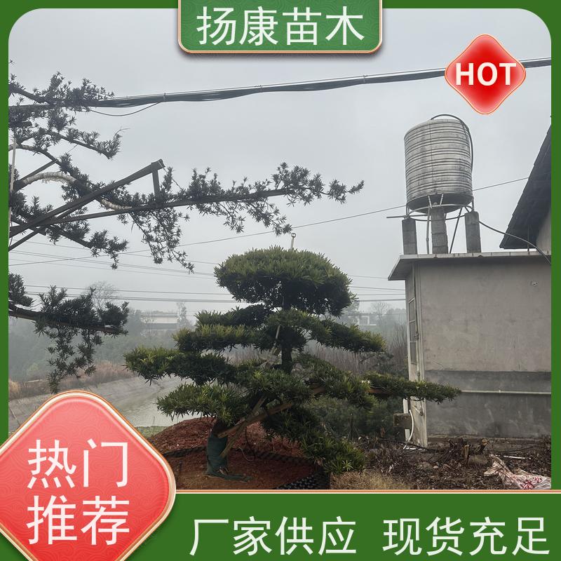 海岛罗汉松 全国供应 扬康苗木 景区园林公园绿化种植