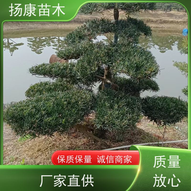 海岛罗汉松 规格齐全 扬康苗木 1-20公分造型黑松 庭院小区绿化造景树