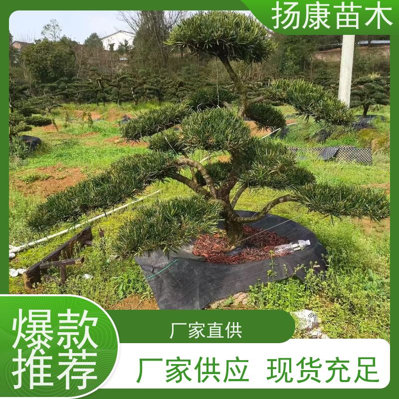 扬康苗木 百亩基地直供 绿意盎然 造型美观 生长旺盛 15公分罗汉松
